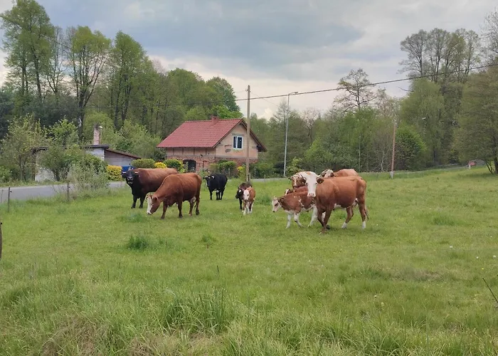 Lusatia Farm 3* Leśna